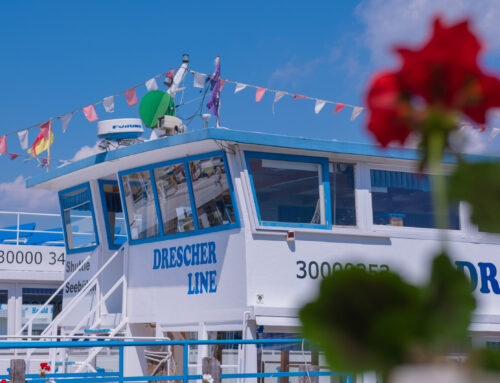 GANSLESSEN AM NEUSIEDLERSEE 30.10.2025