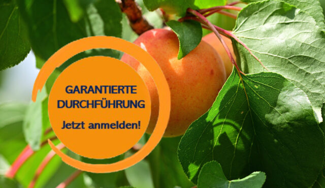 MARILLENKIRTAG IN SPITZ 18.07.2026